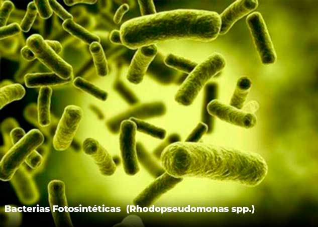 Bacterias Fotosintéticas