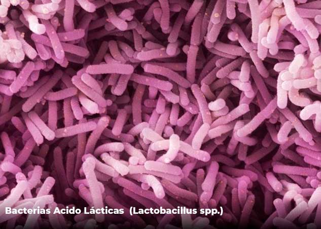 Bacterias Acido Lácticas  